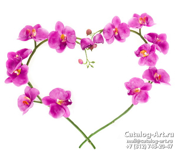 Pink orchids 36